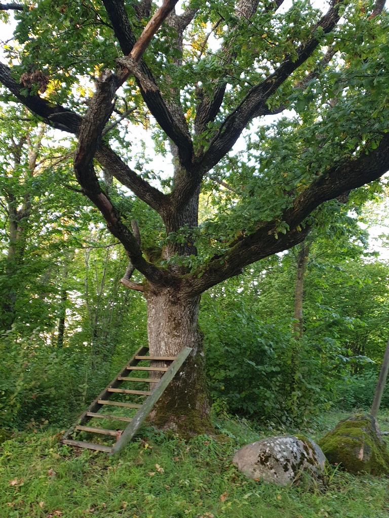 22 lapsed ii 20251003 183458 20251013 v