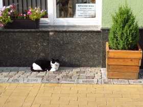 Священный прусский кот