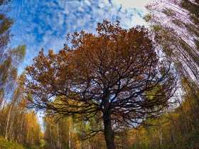 Старый дуб - прямой потомок святых рощ и  деревьев 