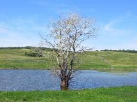 Дерево в озере