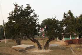 Sarna-usu pühapuu Indias