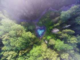 Metsa süda 