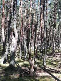 Waltzing trees