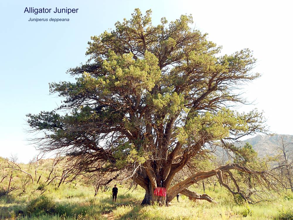 The Grandfather Juniper, Juniperus deppeana