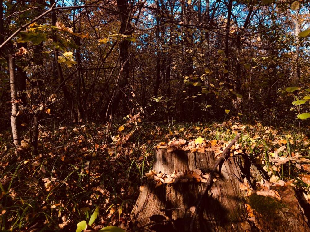 Осенний пейзаж