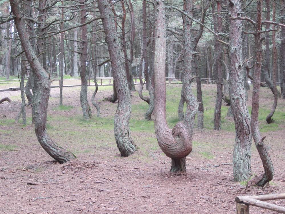 Танцующий лес