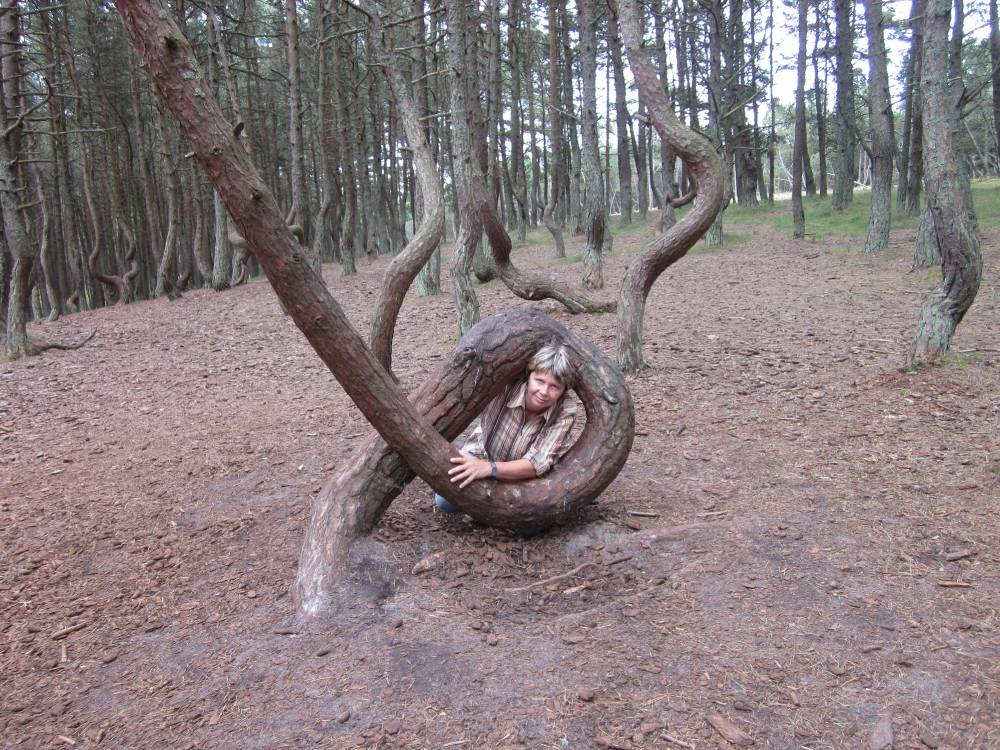 Танцующий лес