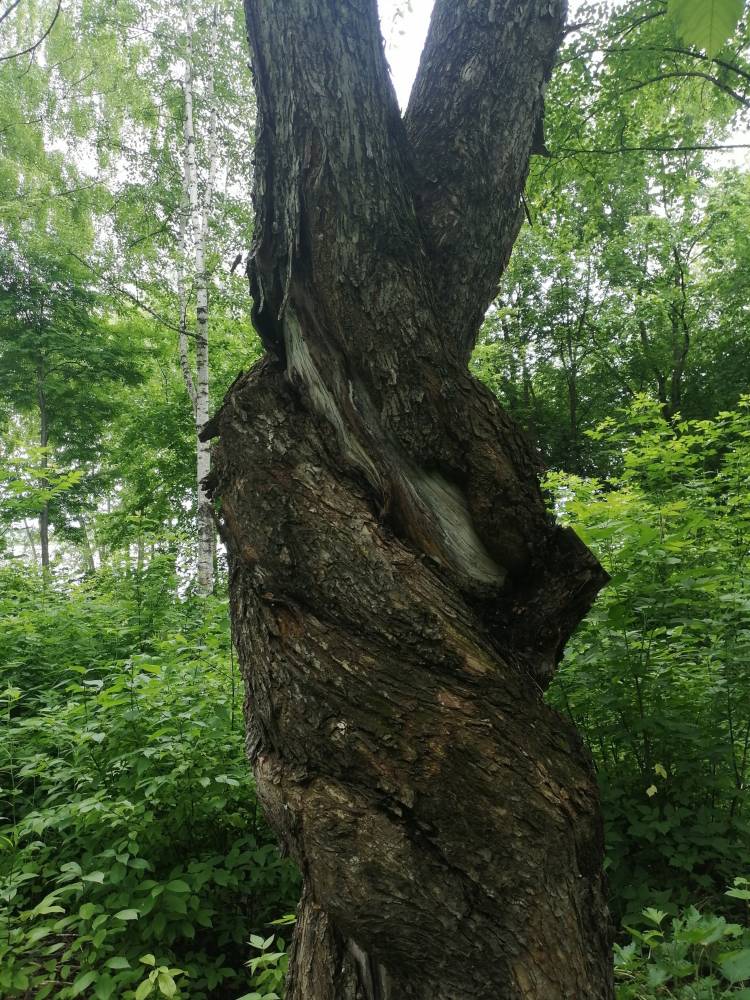 Дерево любви