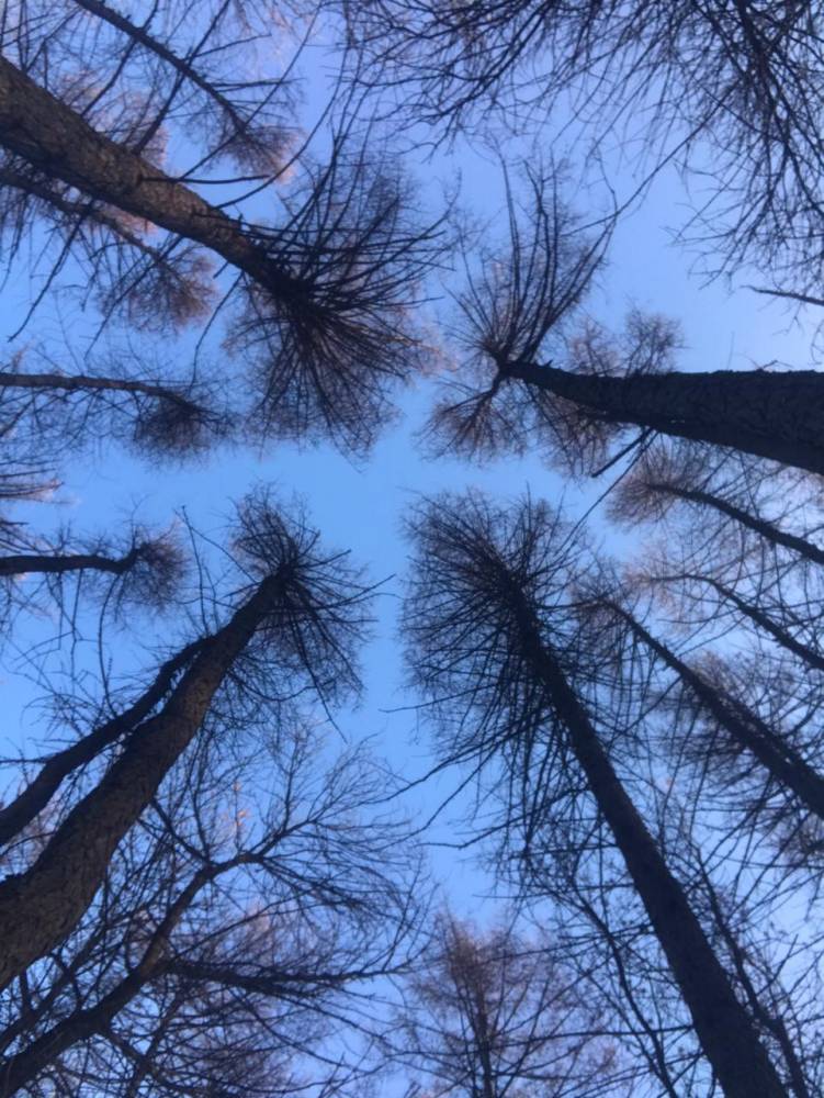 Священные деревья 