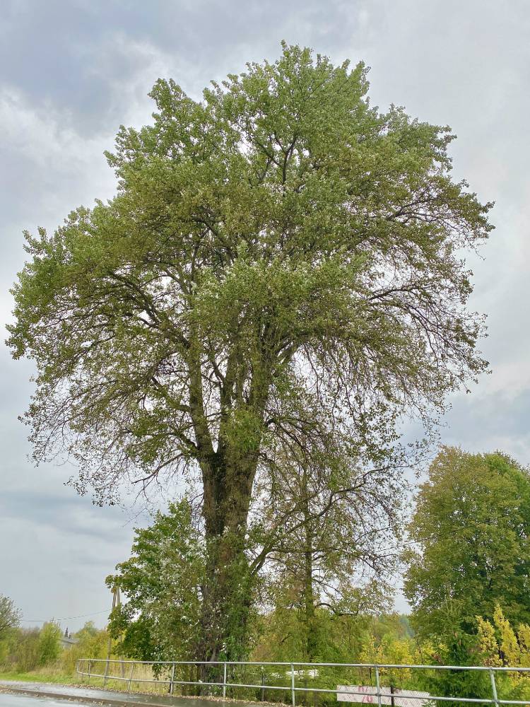 Серебристый тополь Йыхви