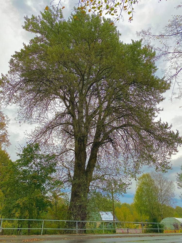 Серебристый тополь Йыхви 