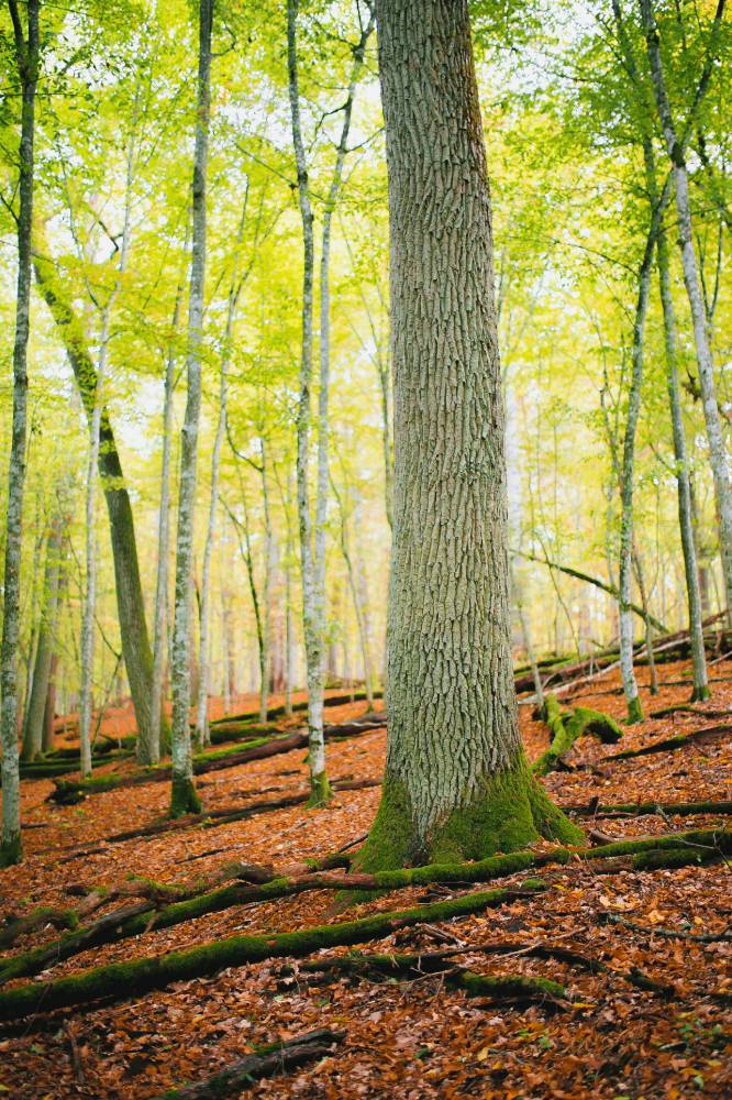 Могучий дуб