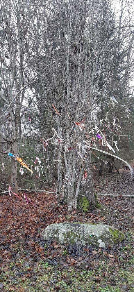 Kassinurme Püha Hiie puud ja paelad