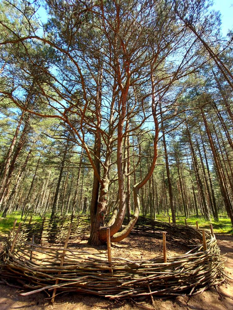 Танцующий лес