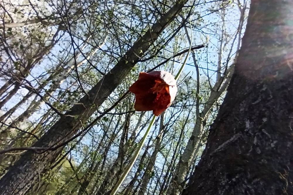 Колокольчик- лучик солнца