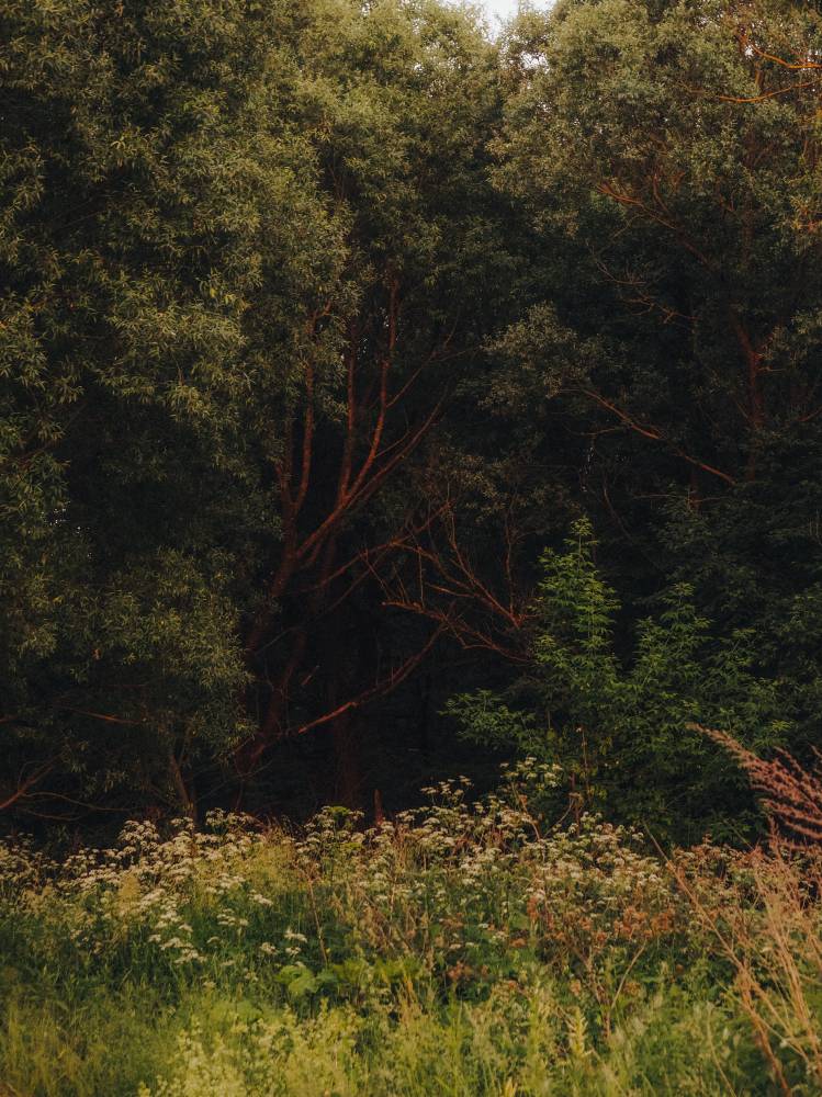 Зеленые великаны