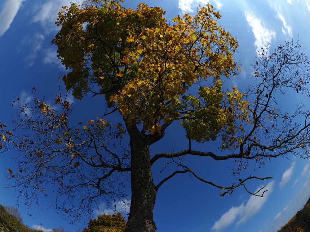 Старый дуб - прямой потомок святых рощ и  деревьев 