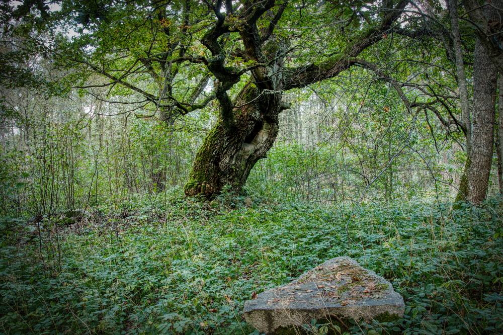 Samuli tamm ja ohvrialtar