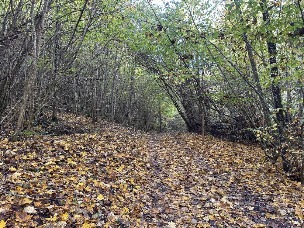 Jalutuskäik Siniallikule läbi sügisese metsa