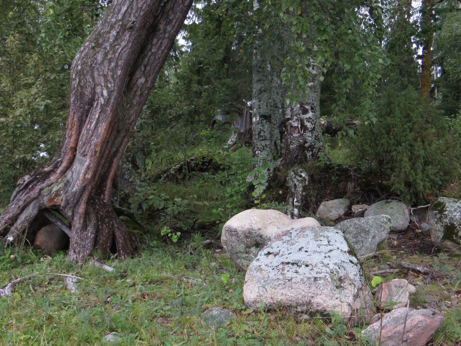 Puuhiiglased Chishkina hiies