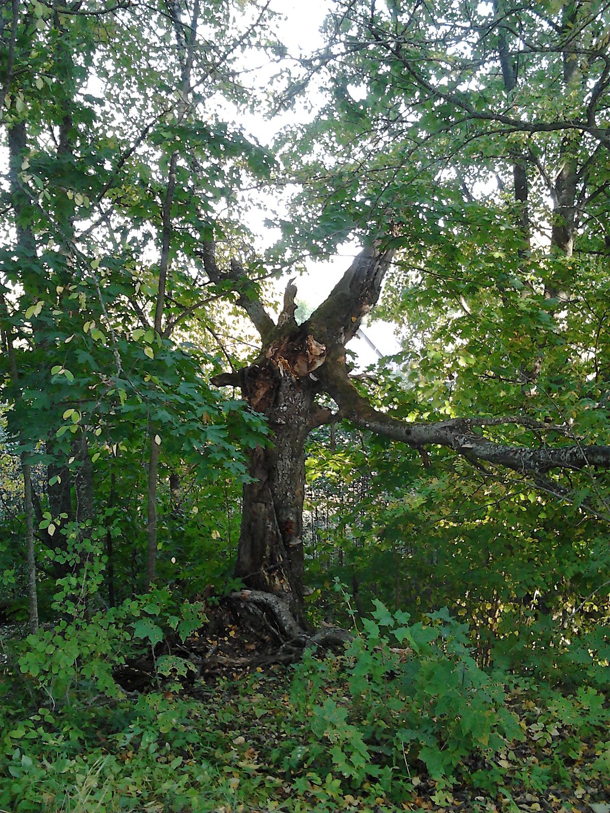 Põline kask Annemäel