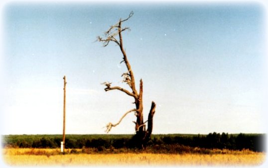 кугече пунчо