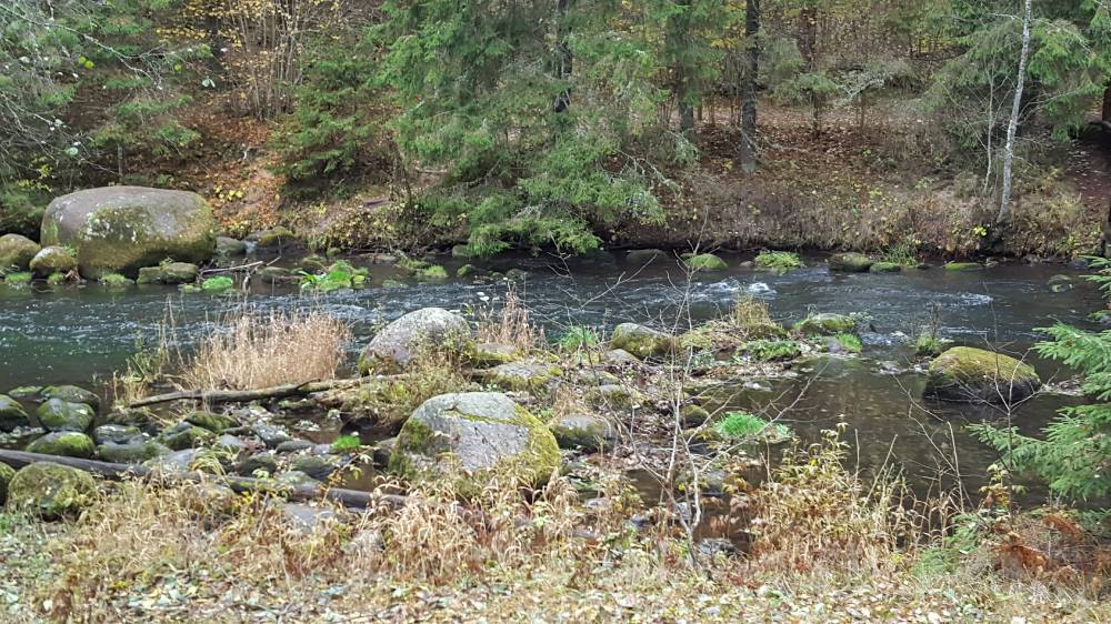 Kärestikuline Teavaskoda