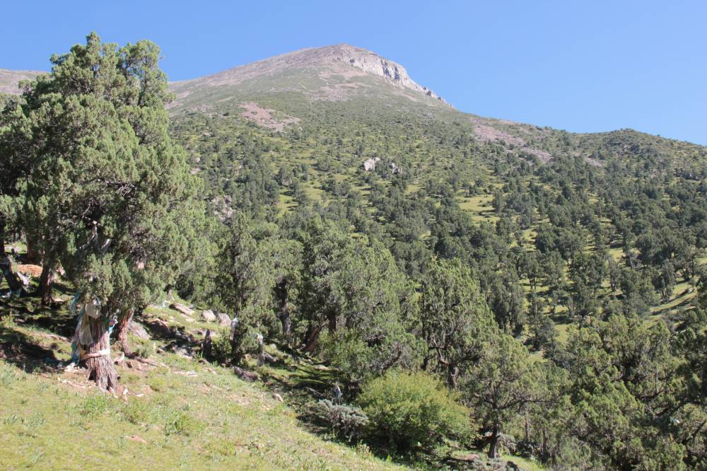 View from a slope shoulder at 4400m up-slope towards the treeline (4750 m) and the sacred 5200m-peak. The tree in the foreground left is decorated with prayer flags and kathags.