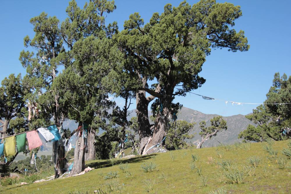 Reting Forest: Solitary trees in 4450m, with prayer flags extended between them.
