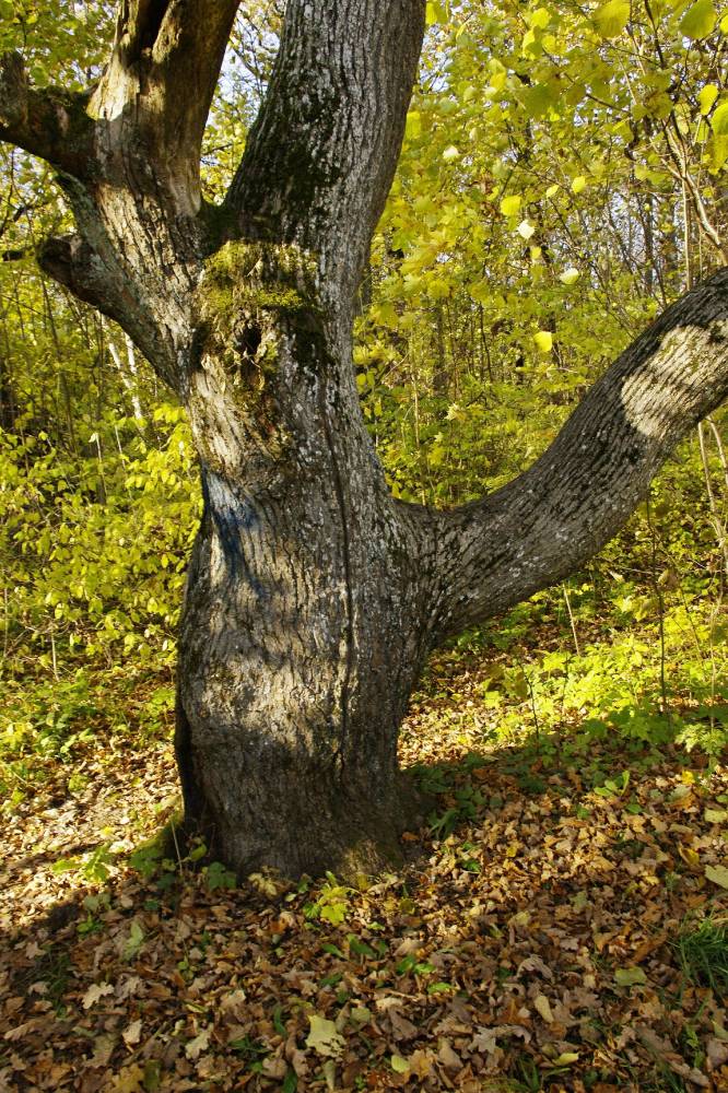 Välgujäljega tamm.