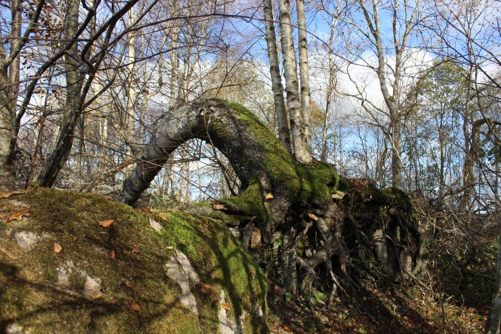 Kivimäe allika valvurid