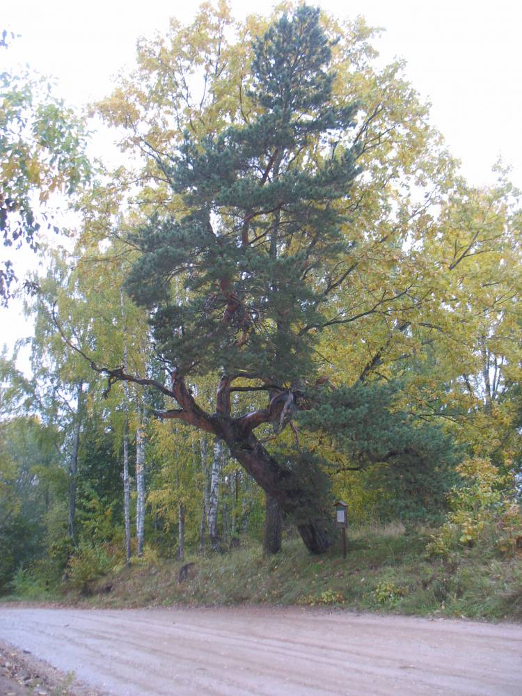 Toborna pettäi sügisel 