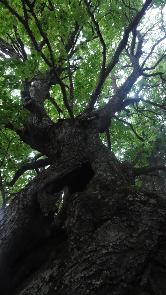 Riibaku pärna alla Tartumaal