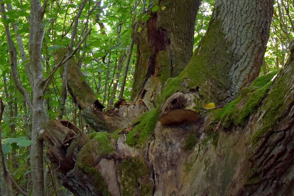 Kungla kabelimäe tamm