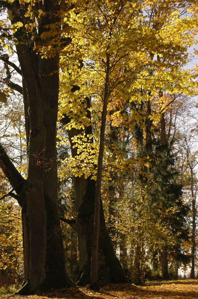 Valgjärve hiiglased 