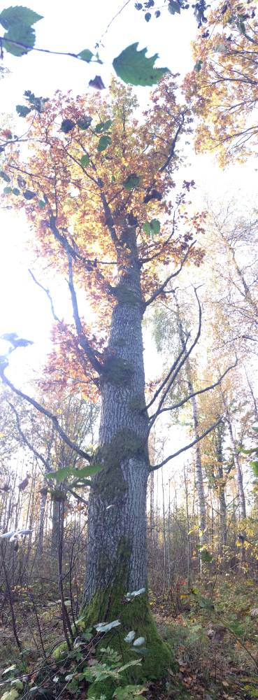 Minu vanaema hiied, Uulimaa talus