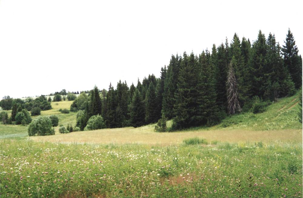 Священная роща Вӧсяськонни ӵаӵӵа (удм. ‘роща для молений’) удмуртов-ватка