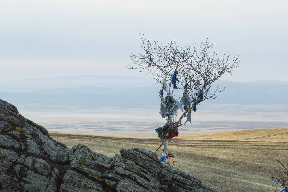 Береза на священной горе 