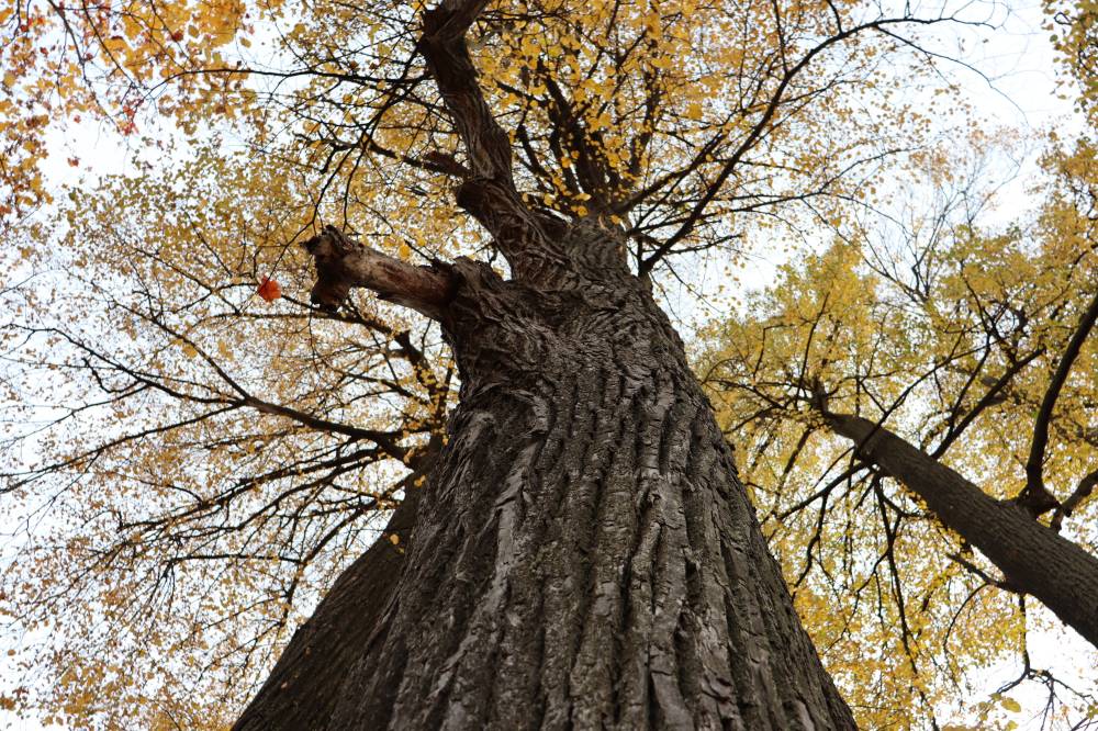 Липа до небес