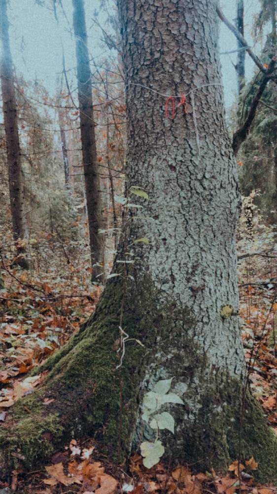 Püha puu Abaja hiies