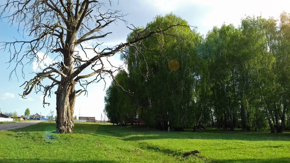 Священная роща в деревне Старая Монья Малопургинского района Удмуртской Республики