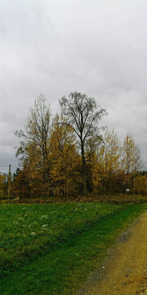 Kõivussaare hiis ja kivikalme