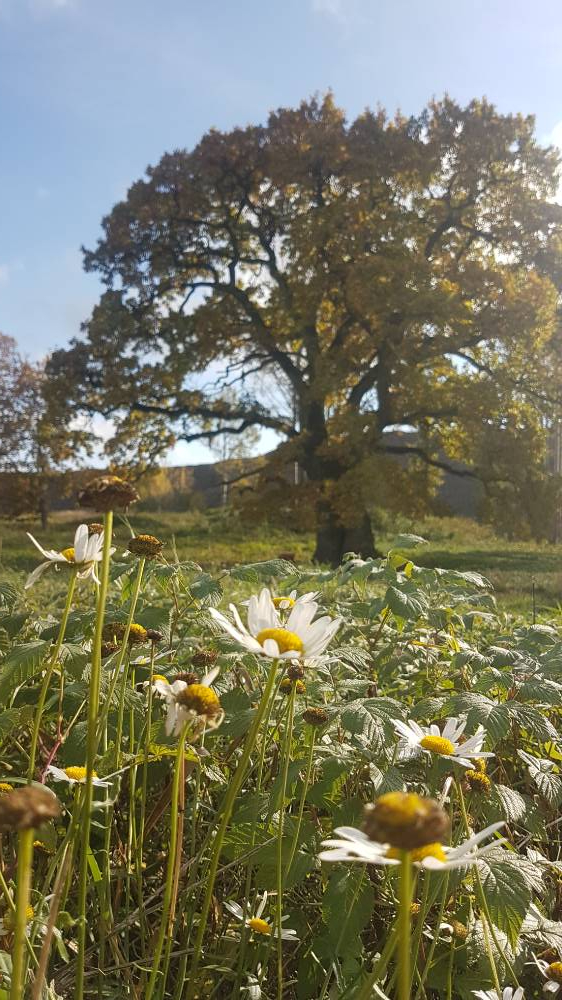 Majesteetlikkus ja hellitus