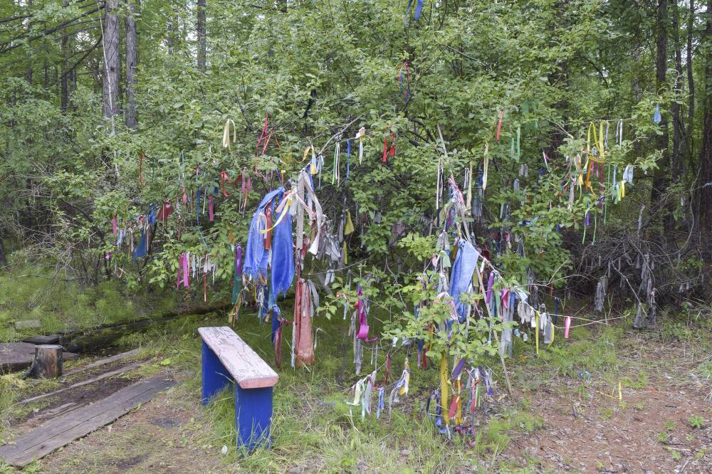 Оротский целебный аршан