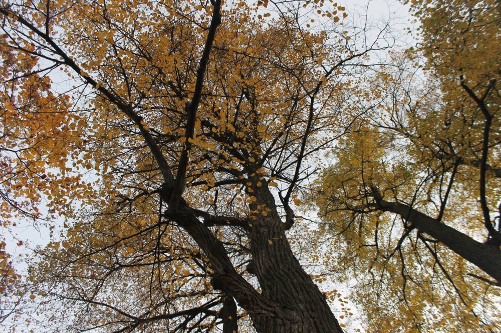 Аксаматовская Священная роща