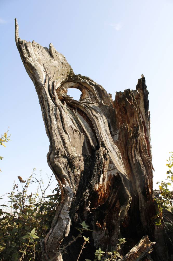 Ausammas jätkuvusele