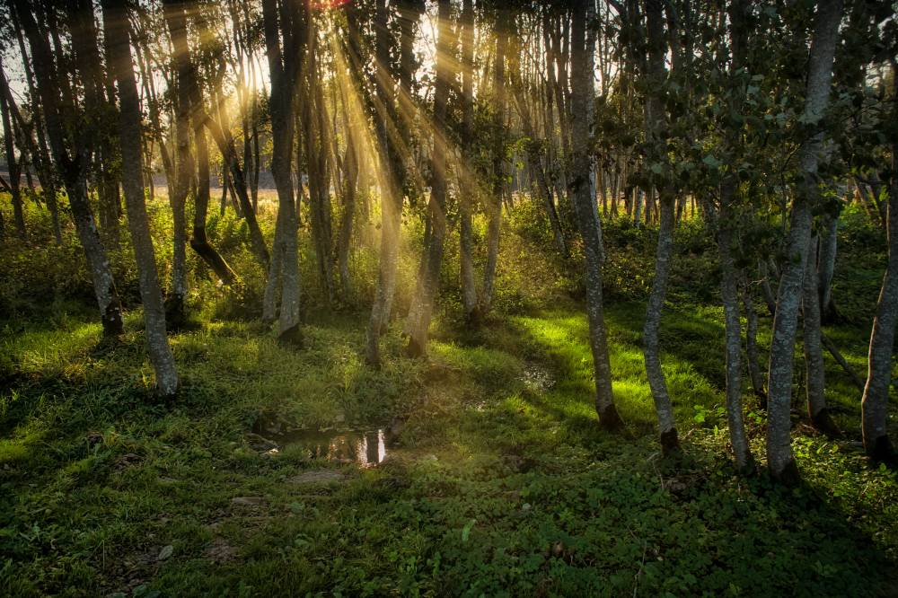 Pühamu (Sõeru ohvriallikas)