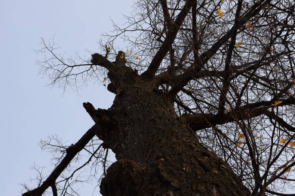 Величественный воин