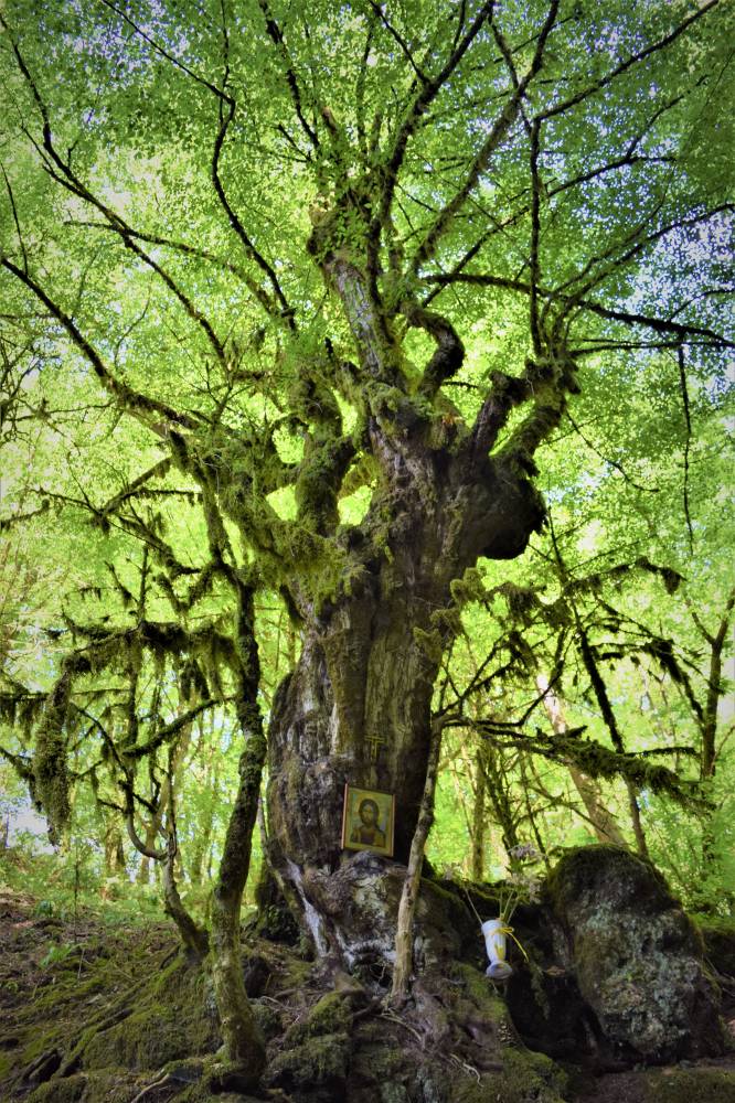 Дерево в святом месте