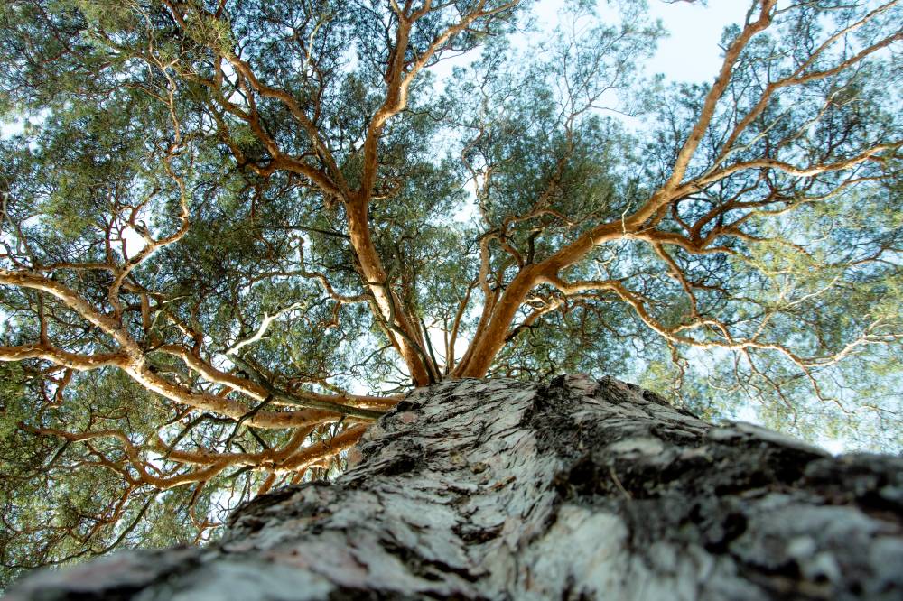 Сосна изобилия. Пужым кужым — Сила сосен